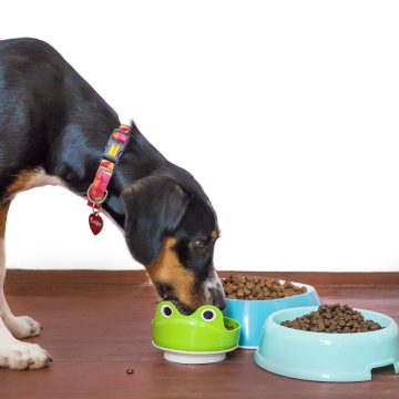 Jak dobrać odpowiednią karmę dla psa?