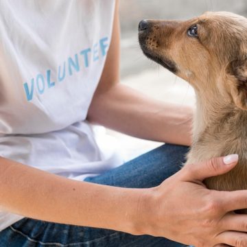 Jak pomóc bezdomnym zwierzętom poprzez wolontariat i wsparcie finansowe?